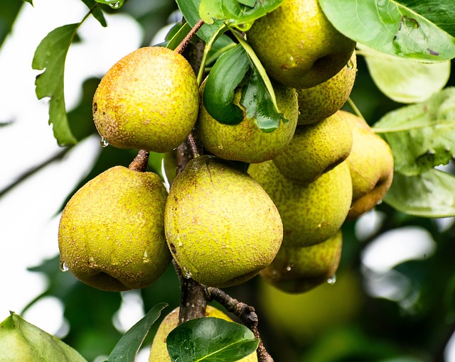 Pears